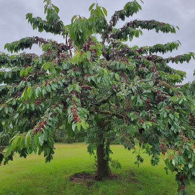 How To Grow A Black Cherry Tree From Seed. - Seeds In A Cup®