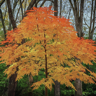 How To Grow An American Ash Tree From Seed. - Seeds In A Cup®