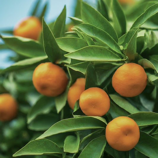 Growing A Tangerine tree from Seed. - Seeds In A Cup®