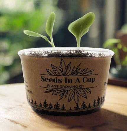 The Best Vegetables to Grow in Early, Mid, and Late Spring & Summer - Seeds In A Cup®