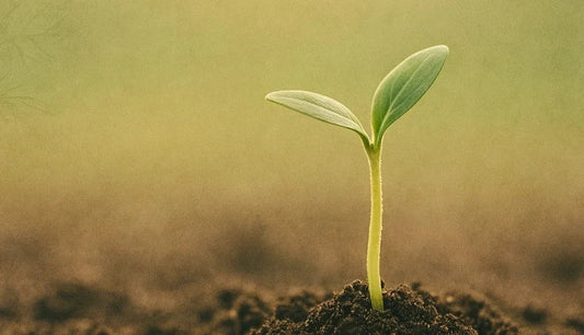 Why Expensive Potting Soil Fails (And What Works Instead)