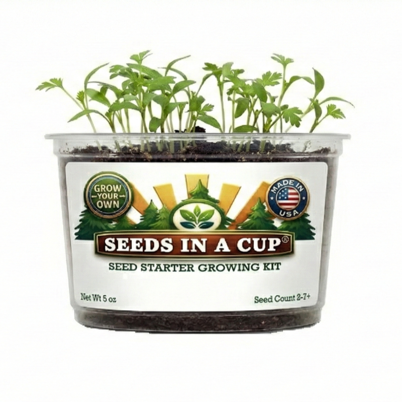 Healthy Cauliflower (Brassica oleracea var. botrytis) seedling growing in a Seeds In A Cup recyclable planter. Demonstrates successful germination using real potting soil and non-GMO seeds.
