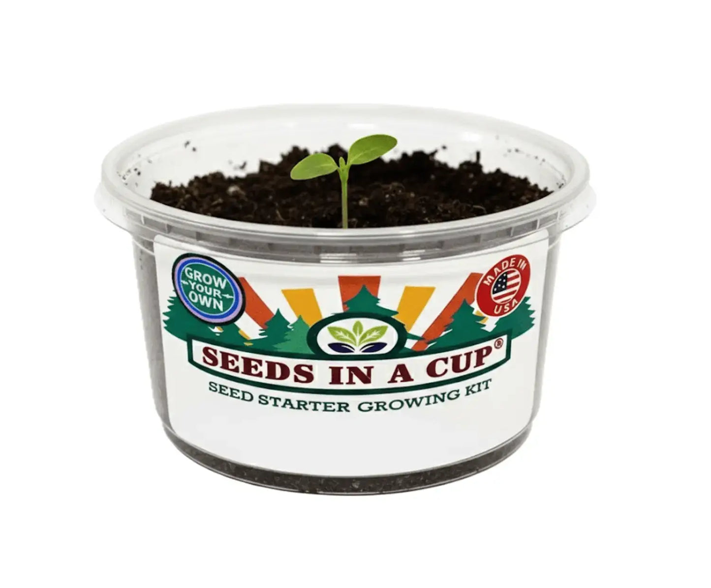 Cauliflower (Brassica oleracea var. botrytis) plant thriving after transplant from Seeds In A Cup starter kit. Proof of high germination rates and 100% Growth Guarantee quality.