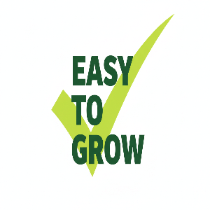 Mature Green Beans (Phaseolus vulgaris) plant grown from Seeds In A Cup starter kit, demonstrating the nutrient-dense real soil growing system and high germination success rate.