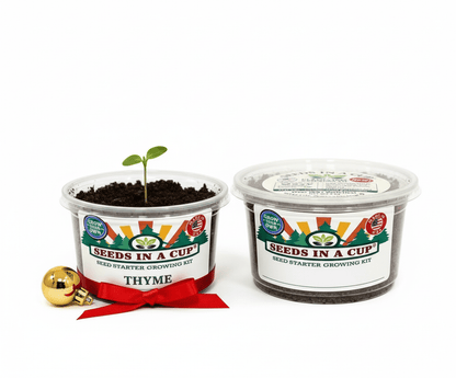 Oregano (Origanum vulgare) plant thriving after transplant from Seeds In A Cup starter kit. Proof of high germination rates and 100% Growth Guarantee quality.