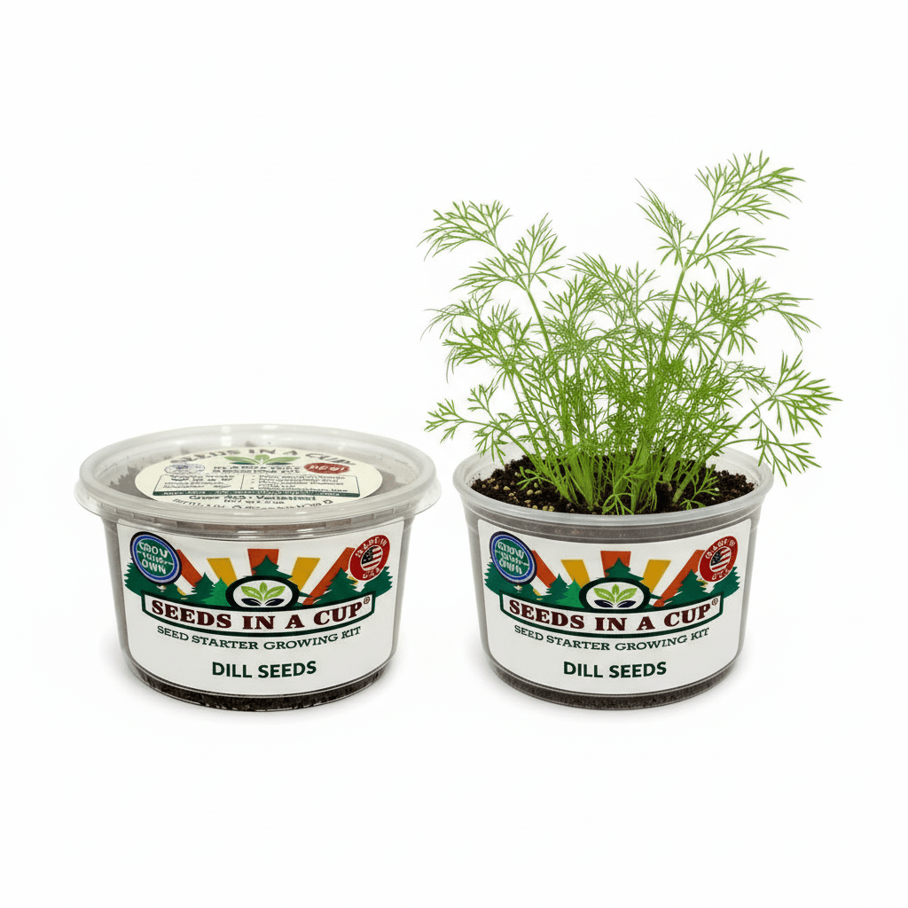 Mature Sunflower (Helianthus annuus) plant grown from Seeds In A Cup starter kit, demonstrating the nutrient-dense real soil growing system and high germination success rate.