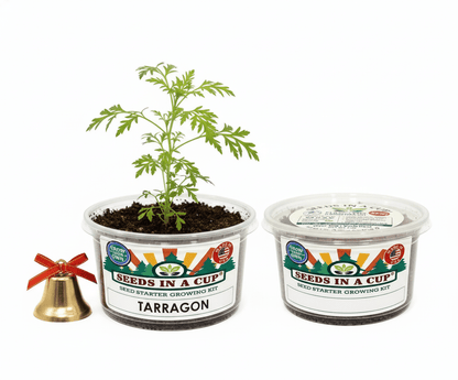 Mature Tarragon (Artemisia dracunculus) plant grown from Seeds In A Cup starter kit, demonstrating the nutrient-dense real soil growing system and high germination success rate.