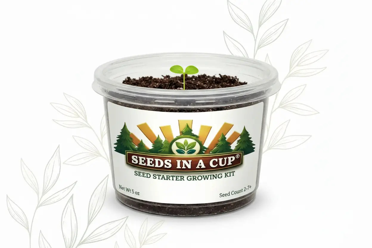 Healthy Anise (Pimpinella anisum) seedling growing in a Seeds In A Cup recyclable planter. Demonstrates successful germination using real potting soil and non-GMO seeds.