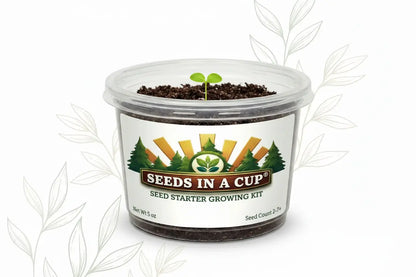 Healthy Anise (Pimpinella anisum) seedling growing in a Seeds In A Cup recyclable planter. Demonstrates successful germination using real potting soil and non-GMO seeds.