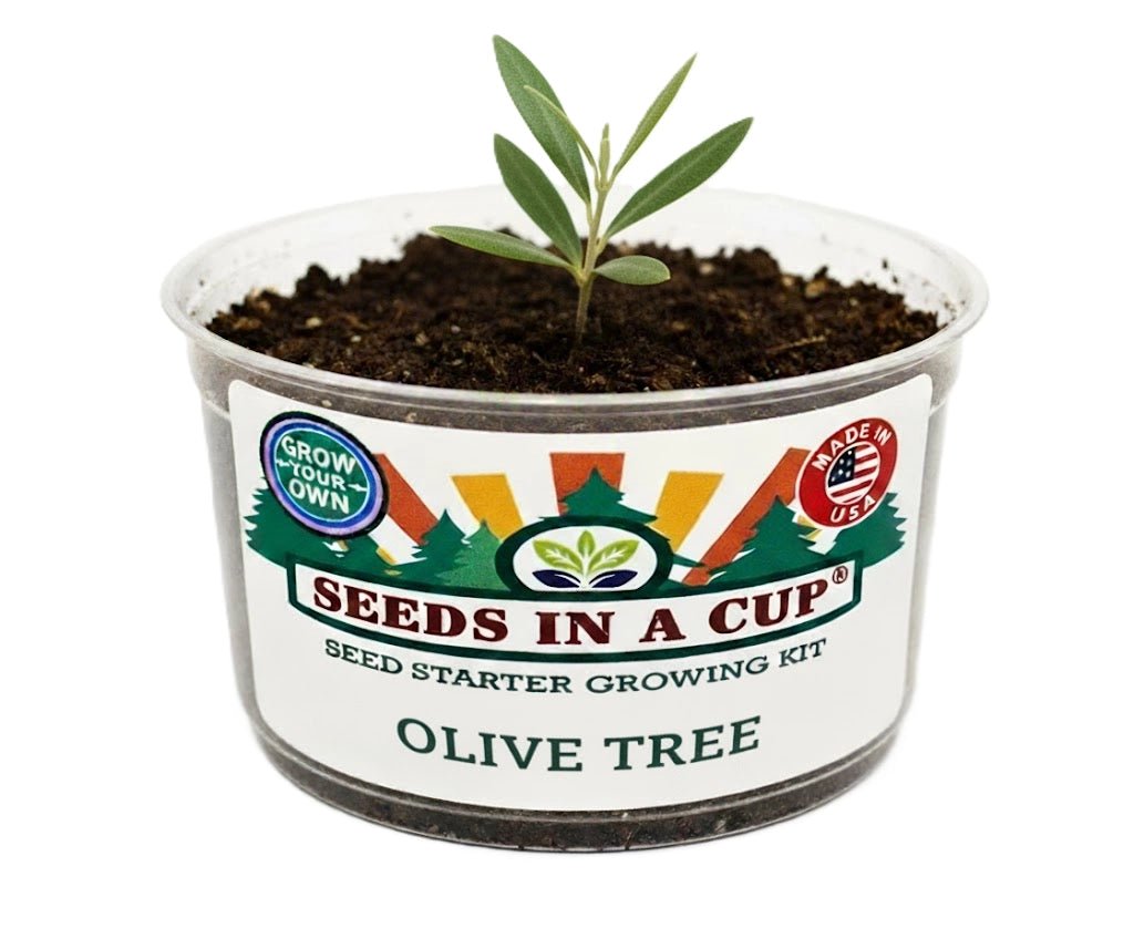 Seeds In A Cup Olive Tree (Olea europaea) Grow Kit - Complete seed starter with recyclable planter, non-GMO seeds, and real potting soil. Hand-assembled in Cleveland, Ohio, USA.