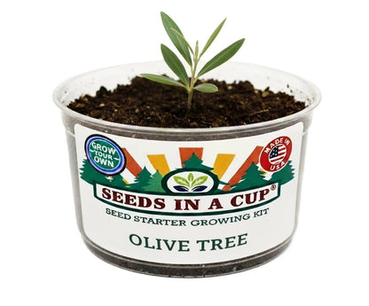 Seeds In A Cup Olive Tree (Olea europaea) Grow Kit - Complete seed starter with recyclable planter, non-GMO seeds, and real potting soil. Hand-assembled in Cleveland, Ohio, USA.
