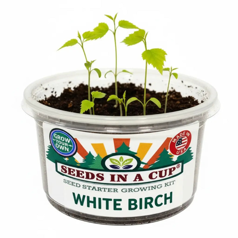 Healthy Birch Tree (Betula papyrifera) seedling growing in a Seeds In A Cup recyclable planter. Demonstrates successful germination using real potting soil and non-GMO seeds.
